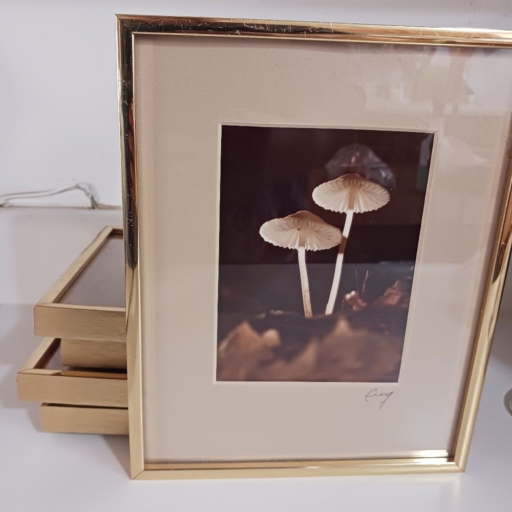 Lot Of 5 Mushroom Fungi Professional Framed Photos